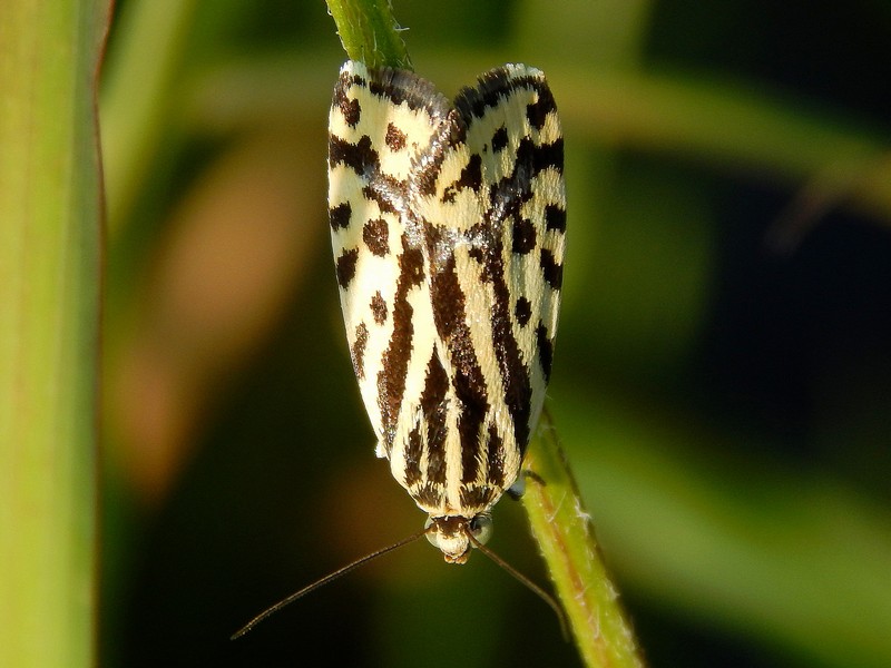 Bellissimo Crambidae (?) da ID